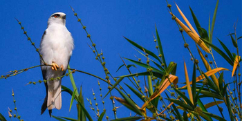 Waghoba Eco Lodge: Perching Black-winged Kite