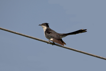 Asiatic Lion Lodge Asiatic Lion Lodge: Pied Cuckoo