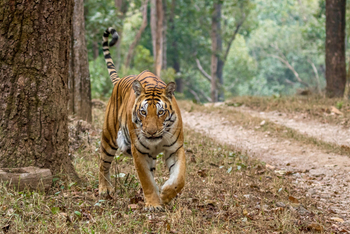 Bagh Villas: Prowling Tiger