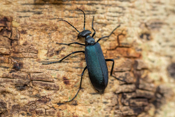 Bamboo Forest Safari Lodge: Holzkäfer