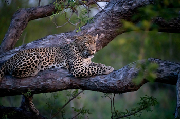 Cheetah Plains: Leopard ruhend auf Ast bei Abenddämmerung