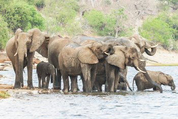 Chobe Savanna Lodge: Trinkende Elefanten