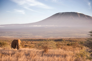 Elerai Camp: Elefant in der Wildnis