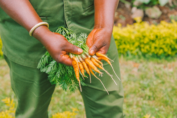 Elewana The Manor at Ngorongoro: Frische Karotten