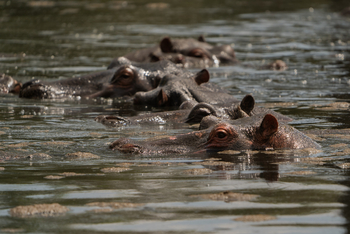 Encounter Mara Camp: Hippos