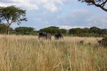 Enjojo Lodge: Elefanten