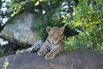 Esirai Camp: Junger Leopard