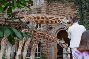 Giraffe Manor: Giraffenerlebnis