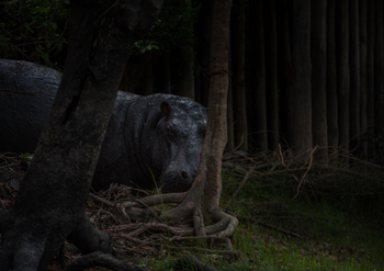 Ila Safari Lodge Ila Safari Lodge: Nilpferd im Wald