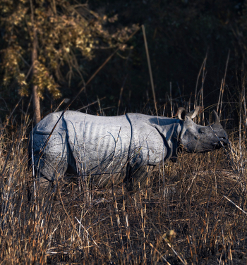 Jaagir Manor: Panzernashorn in Dudhwa