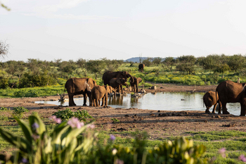 Jamala Madikwe: Elefanten nahe eines Wasserlochs