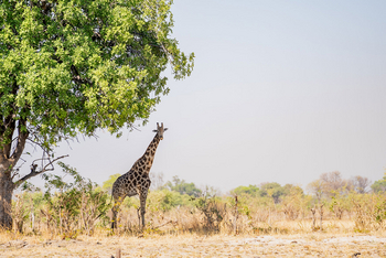 Karangoma Camp: Giraffe