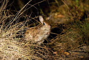 Konkamoya Lodge: Springhare - Pedetes capensis