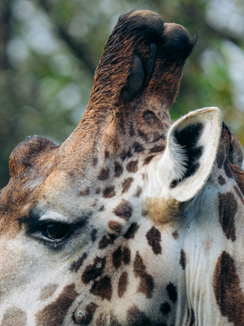 Koroi Forest Camp: Nahaufnahme Giraffe