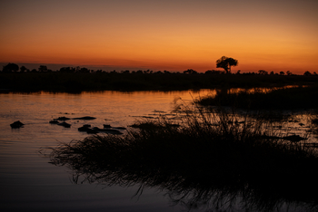 Lagoon Camp Lagoon Camp: Nilpferde