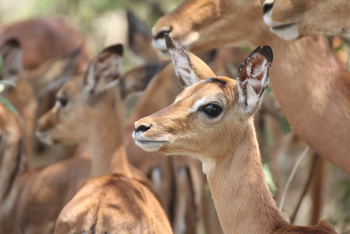 Lake Nakuru Sopa Lodge Lake Nakuru Sopa Lodge: Impala