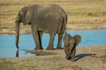 Little Makalolo Camp Little Makalolo Camp: Elefantenbaby