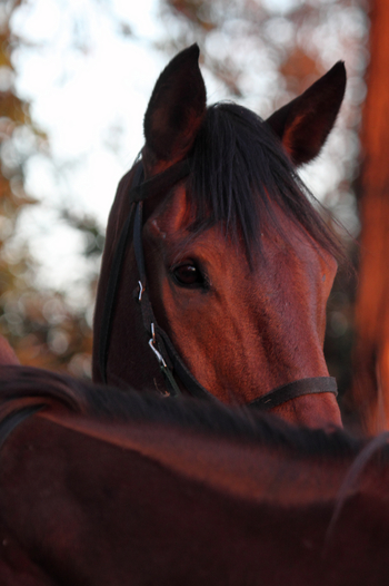 Macatoo Camp: Im Auge des Pferdes