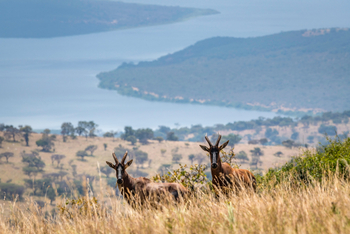 Magashi Camp: Blessböcke