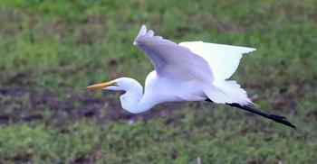 Maun Waterfront Guesthouse: Great Egret