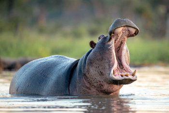 Mogotlho Safari Lodge Mogotlho Safari Lodge: Nilpferdrachen