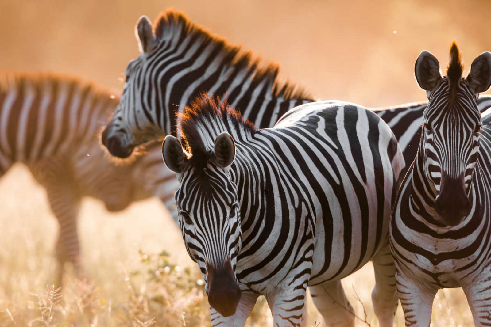 Mogotlho Safari Lodge Mogotlho Safari Lodge: Zebras