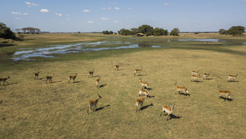 Mukambi Busanga Plains Camp: Rote Moorantilopen