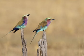 Mukambi Safari Lodge: Gabelracken