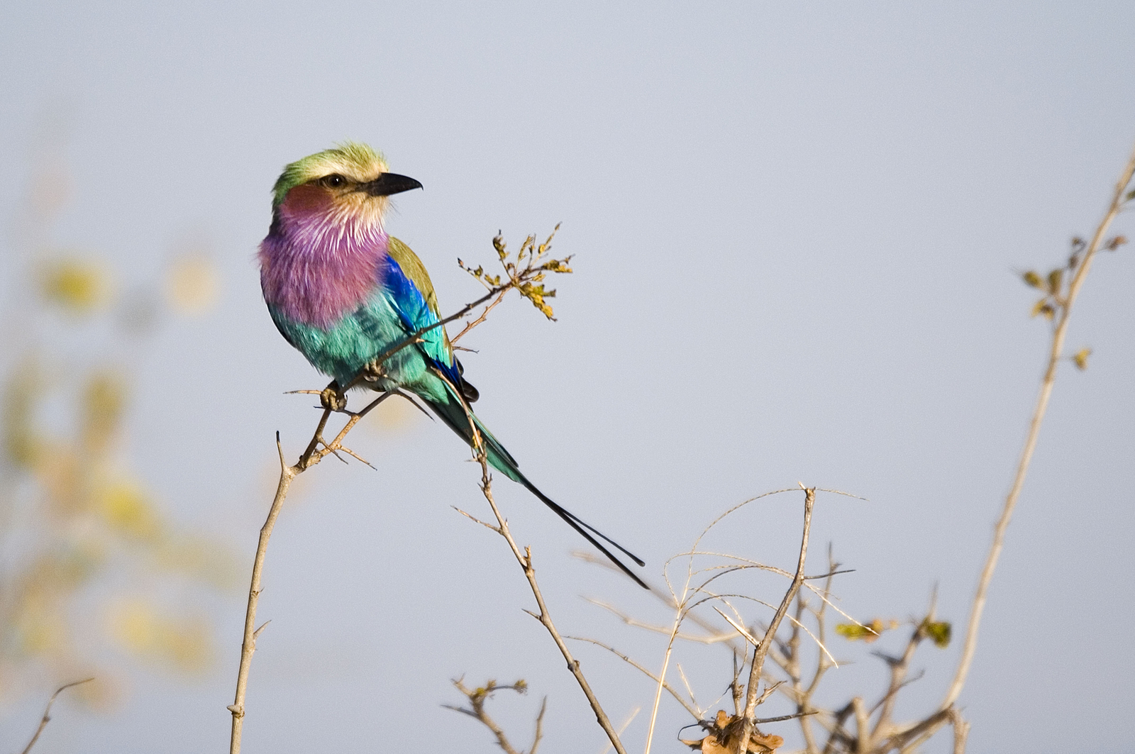 Mupamadzi Walking Safari Mupamadzi Walking Safari: Lilac-breasted Roller