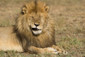 Namiri Plains Camp: Kleine Irritation