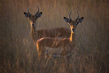 Ntemwa Busanga Bushcamp Ntemwa Busanga Bushcamp: Impalas