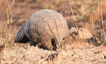 Ntemwa Busanga Bushcamp Ntemwa Busanga Bushcamp: Pangolin