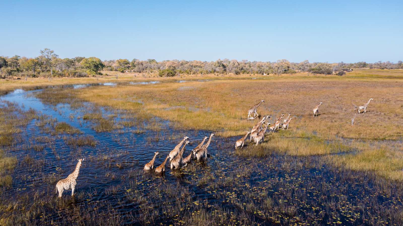 Okavango Explorers Camp Okavango Explorers Camp: Giraffenherde
