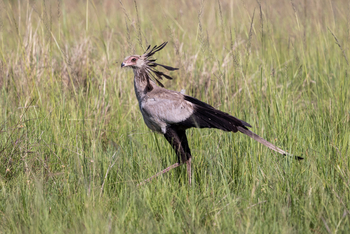 Olakira Migration Camp: Sekretär