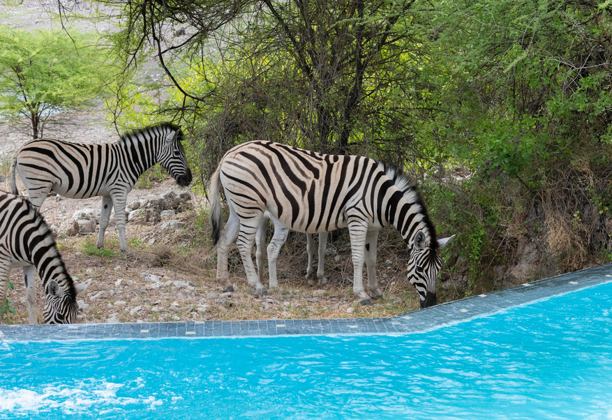 Onguma Tented Camp