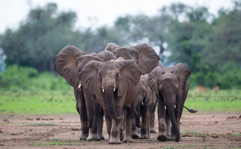 Royal Zambezi Lodge: Elefanten von vorne