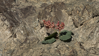 Rumbak Lodge: Petunie