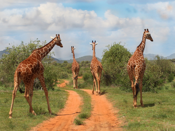Saruni Samburu: Netzgiraffen
