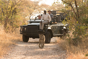 Savanna Lodge: Safarigäste beobachten Leopard vom offenen Geländewagen