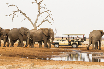 Savute Safari Lodge: Game Drive - Elefantenbullen
