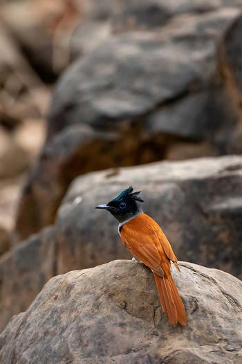 Sawai Vilas: Indian Paradise-Flycatcher
