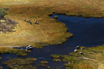 Selinda Explorers Camp Selinda Explorers Camp: Elefanten an Lagune