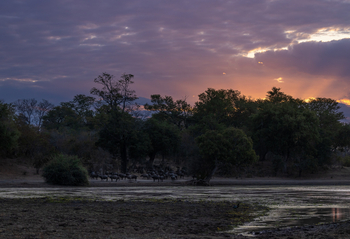 Sungani Lodge Sungani Lodge: Büffel