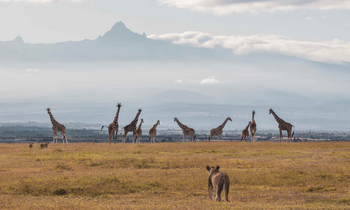 The River Camp: Löwe und Giraffen auf morgendlicher Savanne