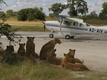 Vumbura Plains Camp: Löwen am Airstrip