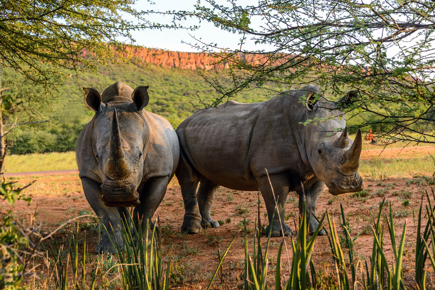 Waterberg Plateau Lodge