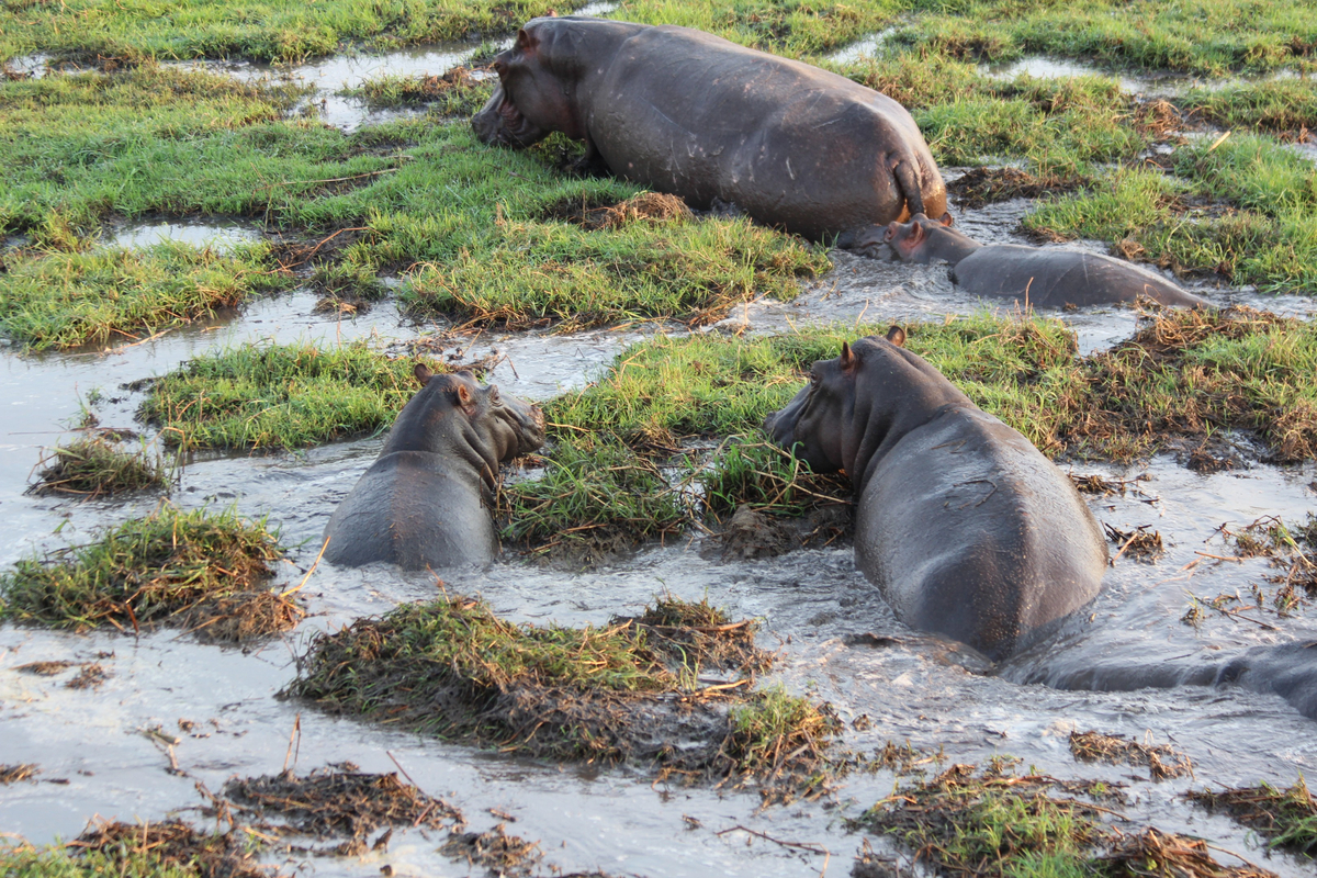 Ballonfahrt Busanga Plains Ballonfahrt Busanga Plains