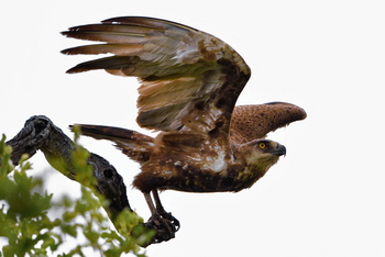 Chilo Ivory Trail Adventure: Long-legged Buzzard beim Abflug