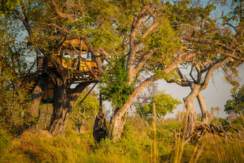 Delta Camp Delta Camp: Treehouse