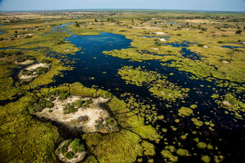 Duba Plains Camp: Papyrussumpf